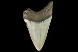 Fossil Megalodon Tooth - North Carolina #109533-1